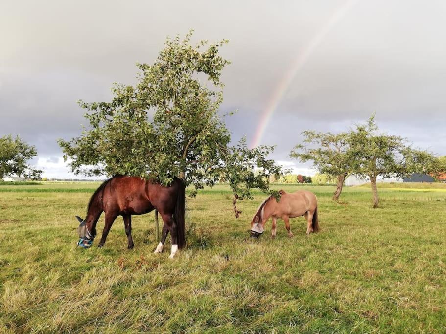 'T Winkeltje - Vakantiehuisje Op Boerderij Huize Blokland Hem Eksteriør billede